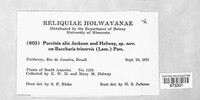 Puccinia alia image